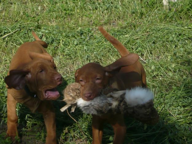 vand caini brac german si vizsla maghiara - Pret | Preturi vand caini brac german si vizsla maghiara