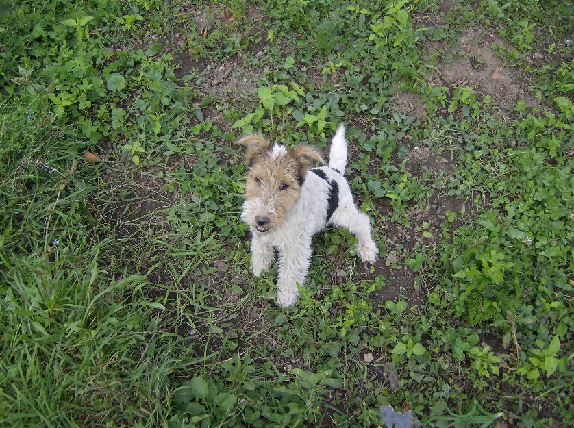vand catelusa foxterrier sarmos - Pret | Preturi vand catelusa foxterrier sarmos