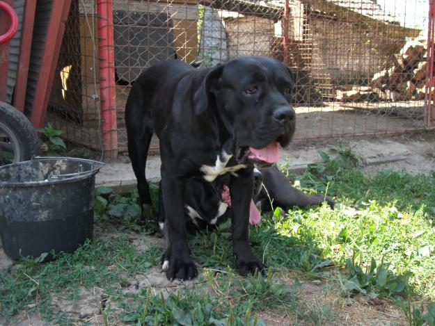 femela cane corso de vanzare sau schimb - Pret | Preturi femela cane corso de vanzare sau schimb