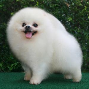 Pomeranian-Boo de vanzare cu Pasaport si Microcip - Pret | Preturi Pomeranian-Boo de vanzare cu Pasaport si Microcip