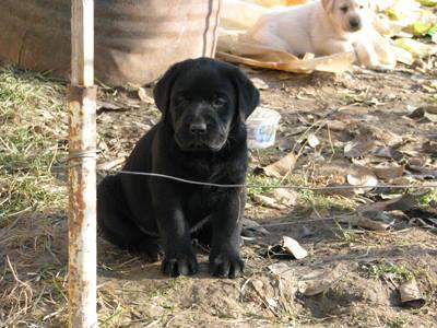 pui labrador retriever cu pedigree - Pret | Preturi pui labrador retriever cu pedigree