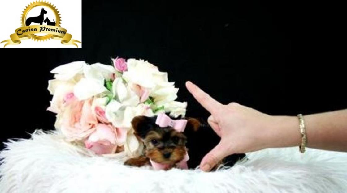 Pui York Shire Terrier Toy - Pret | Preturi Pui York Shire Terrier Toy
