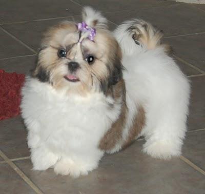 ShihTzu De Vanzare-0752.100.435 - Pret | Preturi ShihTzu De Vanzare-0752.100.435