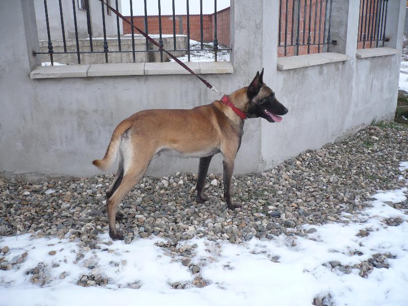 ciobanesc belgian malinois - Pret | Preturi ciobanesc belgian malinois