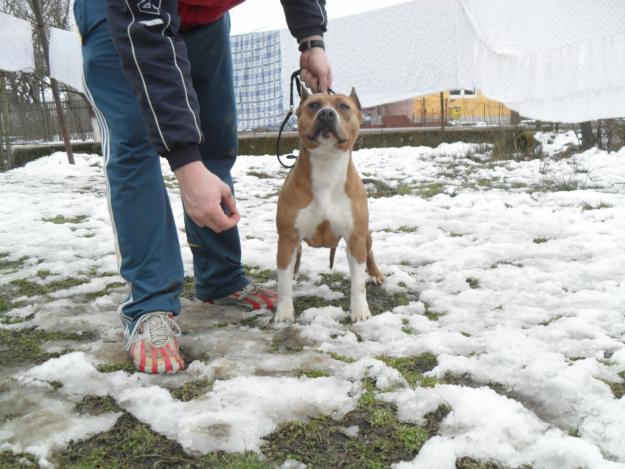 Amstaff femela de vanzare - Pret | Preturi Amstaff femela de vanzare