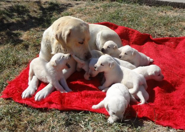 Catei Labrador Retriever Auriu, rasa pura - Pret | Preturi Catei Labrador Retriever Auriu, rasa pura