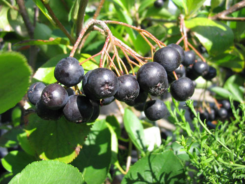 Vand aronia,goji,merisor etc. - Pret | Preturi Vand aronia,goji,merisor etc.