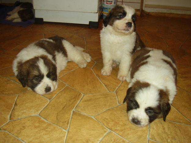 vand catei saint bernard - Pret | Preturi vand catei saint bernard