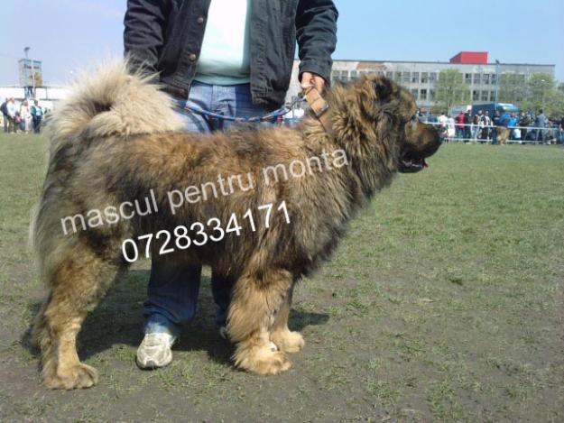 mascul ciobanesc caucazian pt monta - Pret | Preturi mascul ciobanesc caucazian pt monta