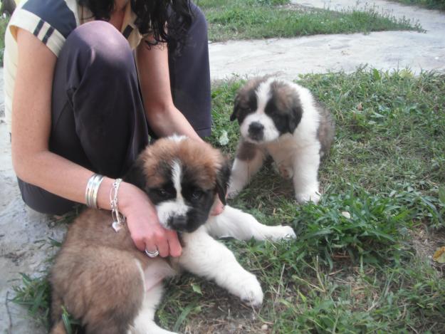 Vand pui Saint Bernard - Pret | Preturi Vand pui Saint Bernard