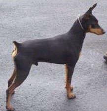 Pinscher de vanzare - Pret | Preturi Pinscher de vanzare