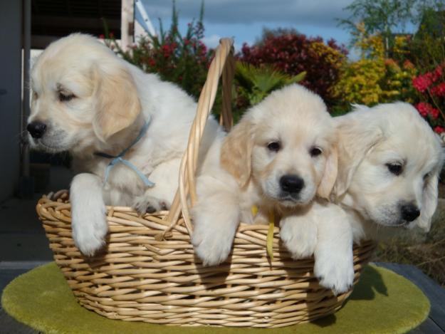 Catelusi Golden Retriever - Pret | Preturi Catelusi Golden Retriever