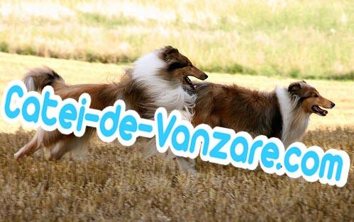Catei Collie Lassie de Vanzare - Pret | Preturi Catei Collie Lassie de Vanzare