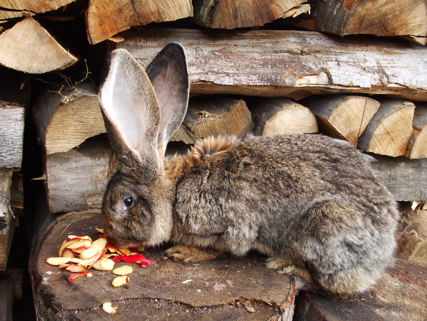 De vanzare iepuri de rasa german urias - Pret | Preturi De vanzare iepuri de rasa german urias