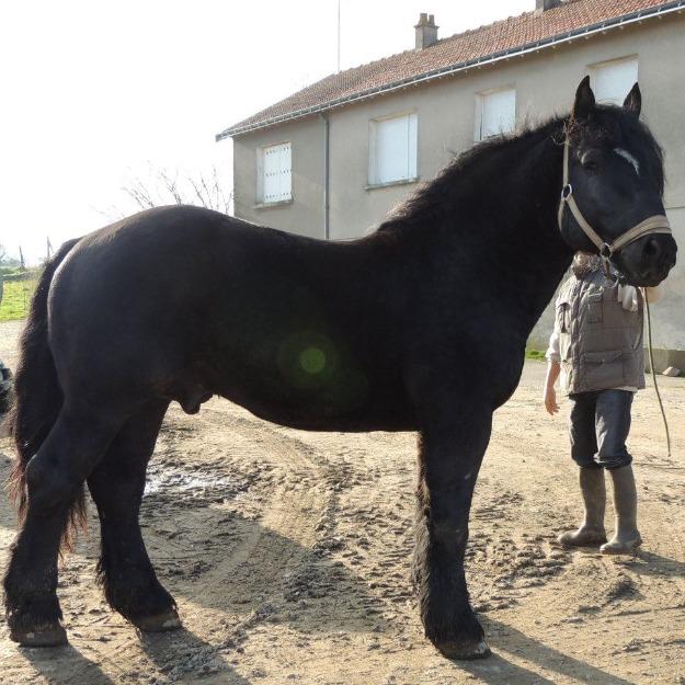 Armasari Percheron pentru monta - Pret | Preturi Armasari Percheron pentru monta