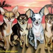 de vanzare pui chihuahua - Pret | Preturi de vanzare pui chihuahua