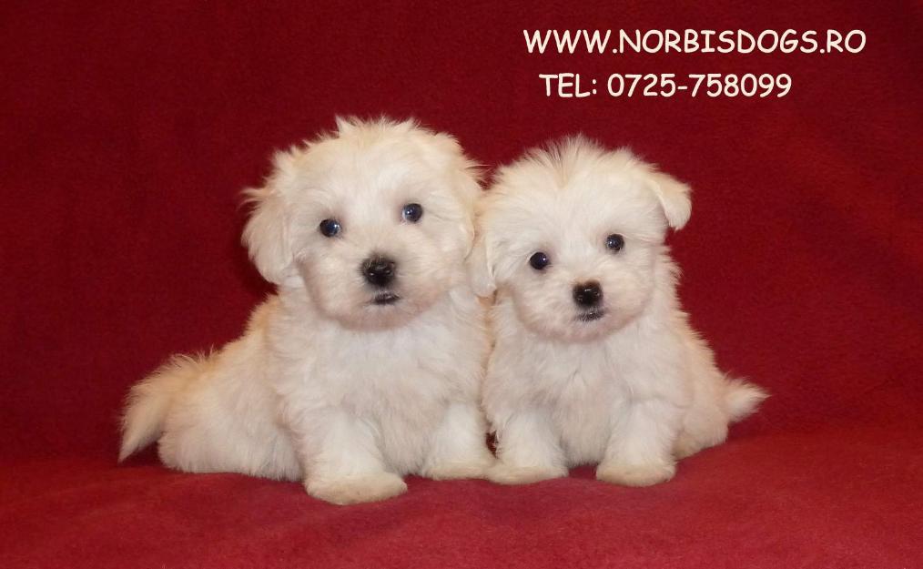 de vanzare pui de bichon bolognese si pui de bichon maltese, bichon bolognez si maltez - Pret | Preturi de vanzare pui de bichon bolognese si pui de bichon maltese, bichon bolognez si maltez