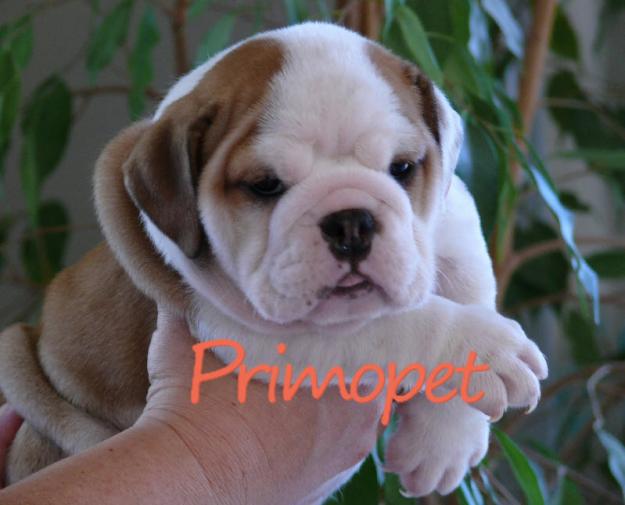 Primo Pet S.R.L. vinde Bulldog Englez - Pret | Preturi Primo Pet S.R.L. vinde Bulldog Englez