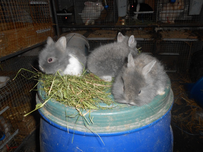 Pui iepuri pitici din rasa Cap de Leu - Pret | Preturi Pui iepuri pitici din rasa Cap de Leu