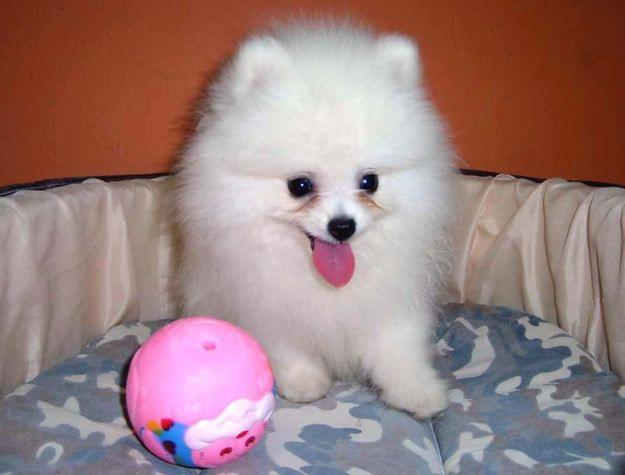 POMERANIAN TOY - Pret | Preturi POMERANIAN TOY