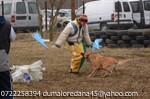 pui Ciobanesc Belgian MALINOIS - Pret | Preturi pui Ciobanesc Belgian MALINOIS