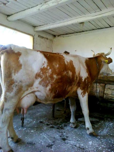 Vaca Baltata Romaneasca 5 ani foarte buna de lapte - Pret | Preturi Vaca Baltata Romaneasca 5 ani foarte buna de lapte