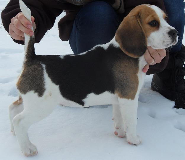 puiuti beagle cu pedigree - Pret | Preturi puiuti beagle cu pedigree