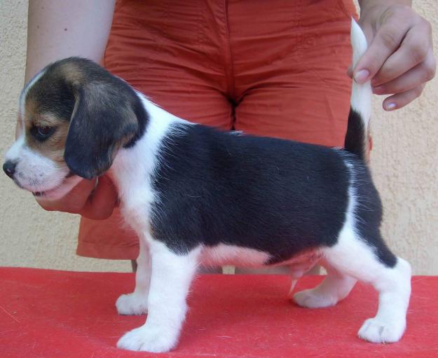 puiuti beagle cu pedigree - Pret | Preturi puiuti beagle cu pedigree