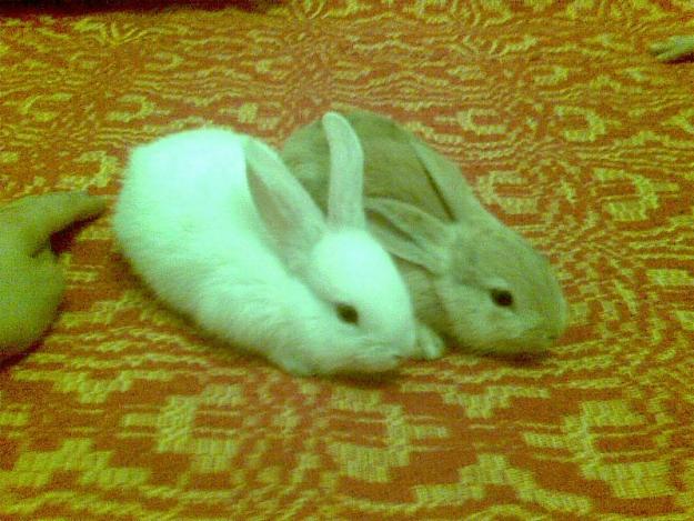  - Pret | Preturi 