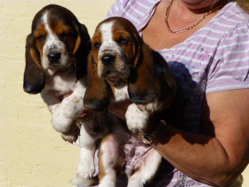 Vand pui Basset Hound - Pret | Preturi Vand pui Basset Hound