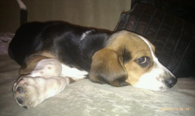 Vand pui Beagle - Pret | Preturi Vand pui Beagle