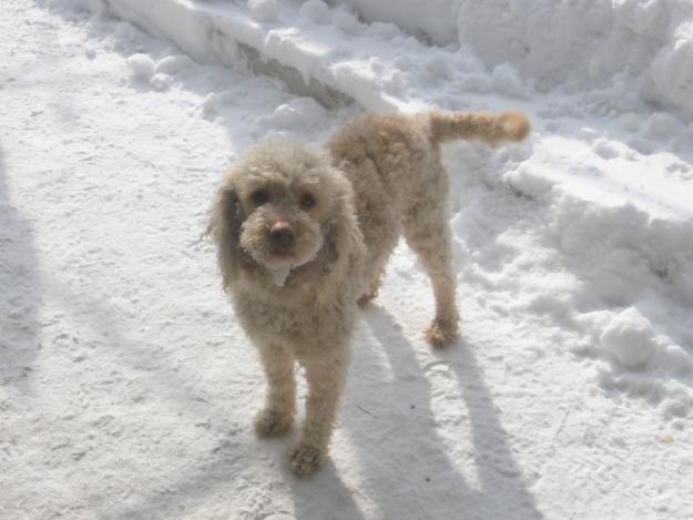 lagotto romagnolo - Pret | Preturi lagotto romagnolo