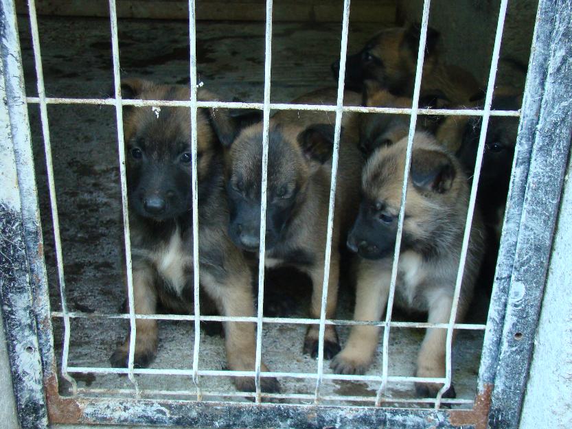 Pui Ciobanesc Belgian Malinois - Pret | Preturi Pui Ciobanesc Belgian Malinois