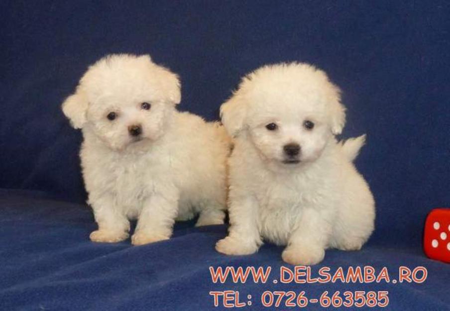 de vanzare pui de bichon bolognese si maltese cu pedigree - Pret | Preturi de vanzare pui de bichon bolognese si maltese cu pedigree