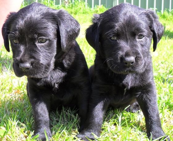 Labrador Retriever - catei de rasa pura - Pret | Preturi Labrador Retriever - catei de rasa pura