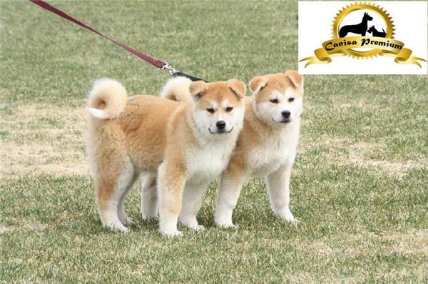 Pui Akita Inu Japonez, 2 luni - Pret | Preturi Pui Akita Inu Japonez, 2 luni