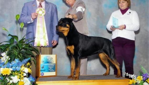 Femela Rottweiler - Pret | Preturi Femela Rottweiler