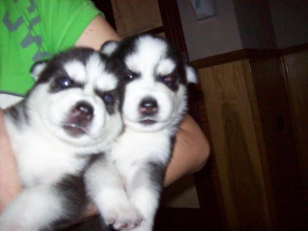 Vand puiuti husky siberian - Pret | Preturi Vand puiuti husky siberian