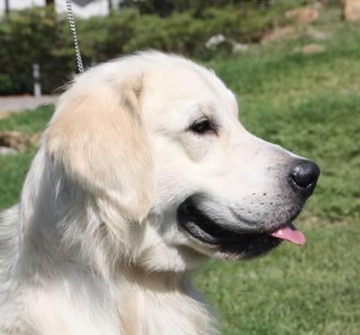 Vand pui Golden Retriever - Pret | Preturi Vand pui Golden Retriever