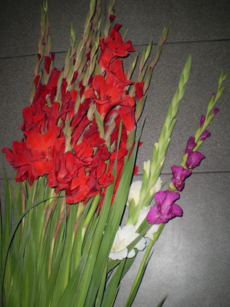 vand gladiole, bulbi - Pret | Preturi vand gladiole, bulbi