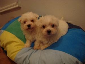 BICHON MALTESE de vanzare - Pret | Preturi BICHON MALTESE de vanzare