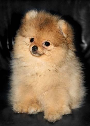 POMERANIAN DE VANZARE (ASA CA BOO) - Pret | Preturi POMERANIAN DE VANZARE (ASA CA BOO)