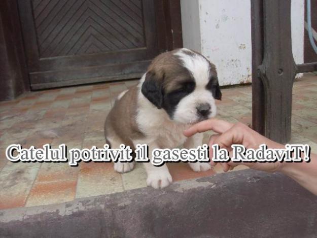  - Pret | Preturi 