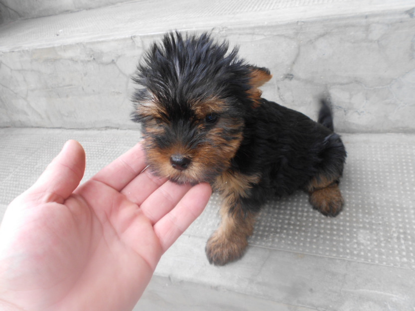 de vanzare catelusi yorkshire terrier vand yorkshire - Pret | Preturi de vanzare catelusi yorkshire terrier vand yorkshire