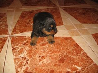 Vand pui rottweiler (masculi) - Pret | Preturi Vand pui rottweiler (masculi)