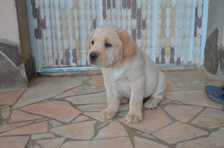 catelusi labrador retriever aurii rasa pura(poza reala) - Pret | Preturi catelusi labrador retriever aurii rasa pura(poza reala)