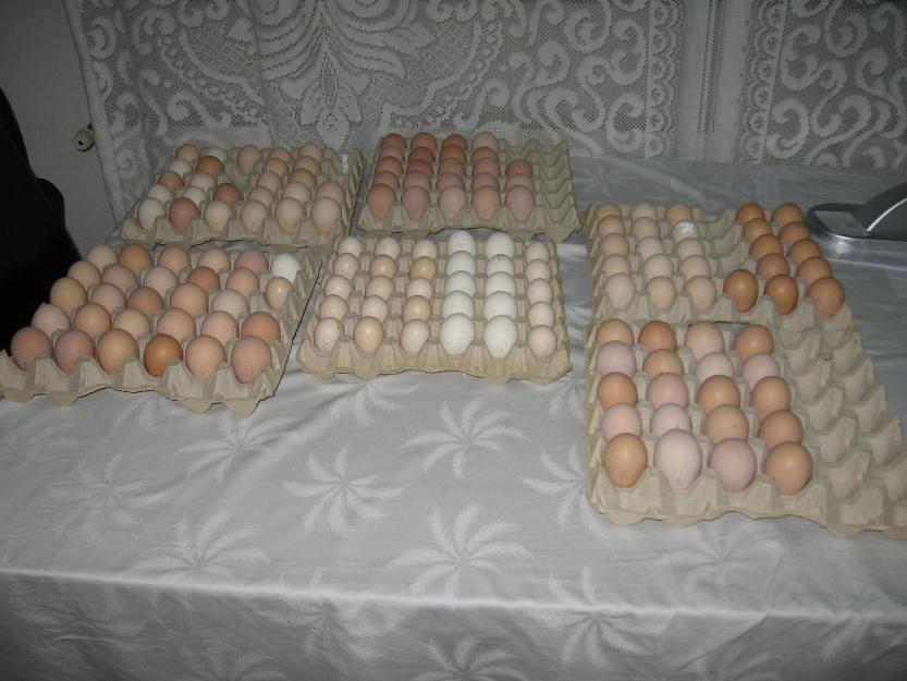 Oua pentru incubat - Pret | Preturi Oua pentru incubat