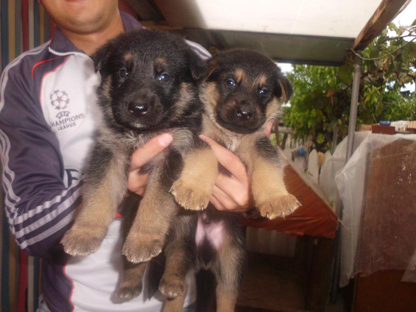  - Pret | Preturi 