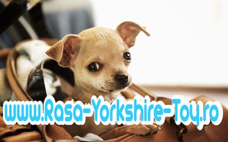 www.rasa-yorkshire-toy.ro | Chihuahua TOY de Vanzare - Pret | Preturi www.rasa-yorkshire-toy.ro | Chihuahua TOY de Vanzare