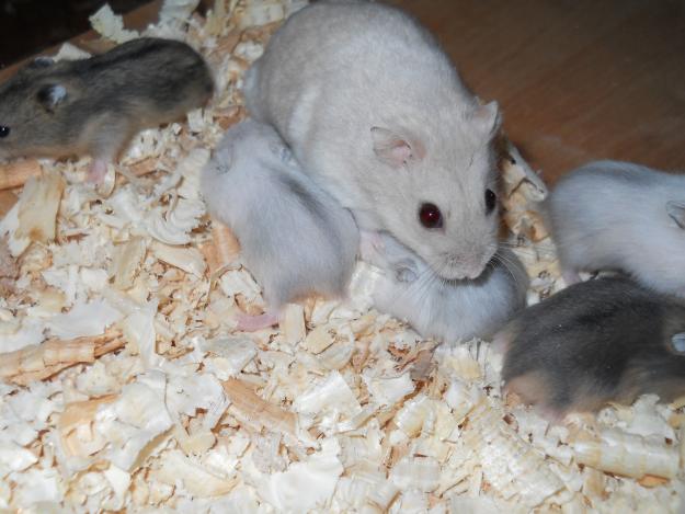 Hamsteri pitici - Pret | Preturi Hamsteri pitici